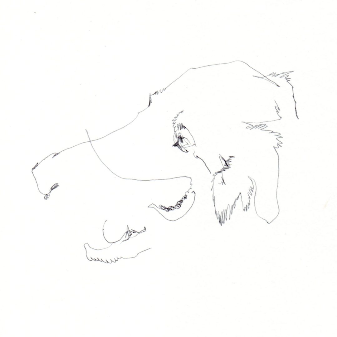 Cane (Bruno) (4)